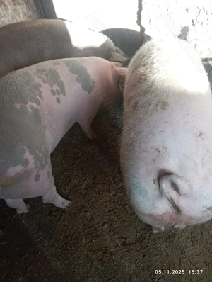 Vînd porcii satu nou de jos - imagine 3