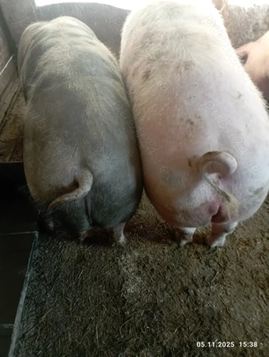 Vînd porcii satu nou de jos - imagine 2