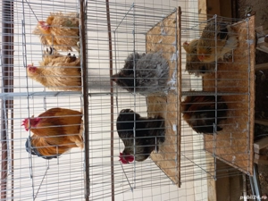 gainusi cochinchina  - imagine 2