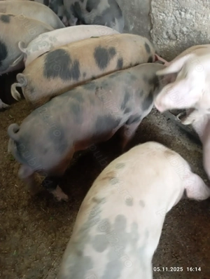 Vînd șoldani satu nou de jos