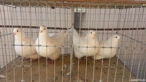 gainusi cochinchina  - imagine 3