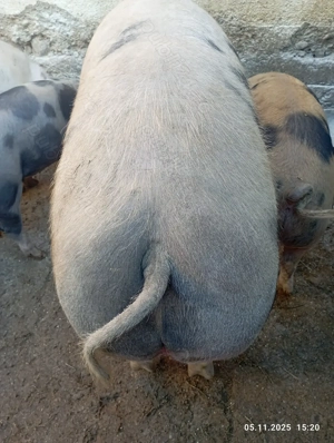 Vînd porc satu nou de jos