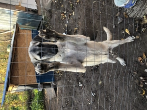 Mascul kangal varsta 4 luni - imagine 2