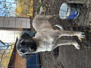 Mascul kangal varsta 4 luni