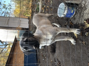 Mascul kangal varsta 4 luni - imagine 3