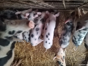 vand purcei  - imagine 4