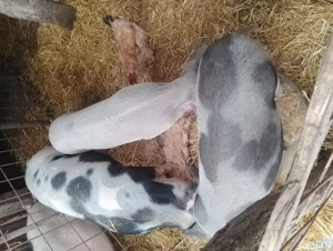 vand purcei  - imagine 5