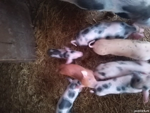 vand purcei  - imagine 3