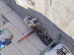 cine doreste  - imagine 2