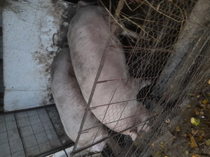 Porci de vinzare crescuti acasa sint hraniti cu uruiala porumb dovleci lucerna sint suta la suta bio - imagine 2