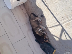 cine doreste  - imagine 3