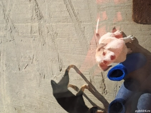 cine doreste  - imagine 5