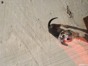 cine doreste  - imagine 4