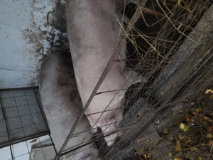 Porci de vinzare crescuti acasa sint hraniti cu uruiala porumb dovleci lucerna sint suta la suta bio - imagine 3