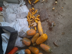 Porci de vinzare crescuti acasa sint hraniti cu uruiala porumb dovleci lucerna sint suta la suta bio - imagine 4