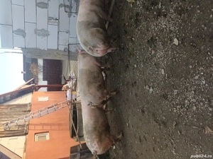 De vanzare porci  se pot rezerva pt Crăciun 