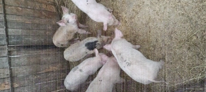 Vand 6 purcelusi - imagine 2