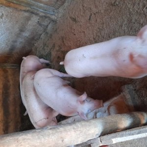 Vand porci rasa de carne 110 kg -180 kg - imagine 4