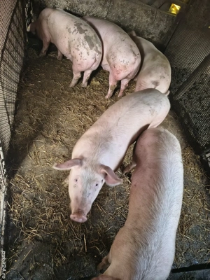 Vand porci pentru Crăciun 18 lei kg  - imagine 3