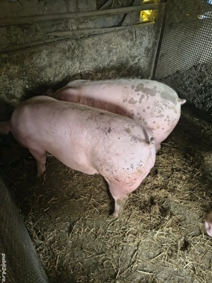 Vand porci pentru Crăciun 18 lei kg  - imagine 4