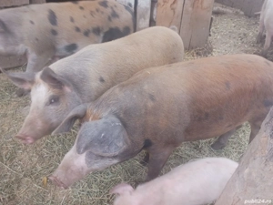 Porci de vanzare