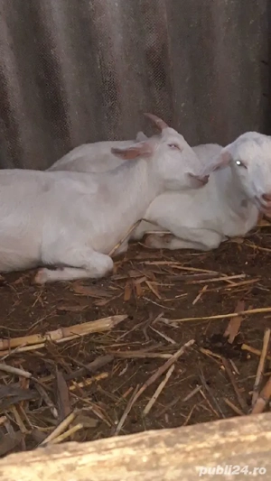 Capră de rasă sannen 