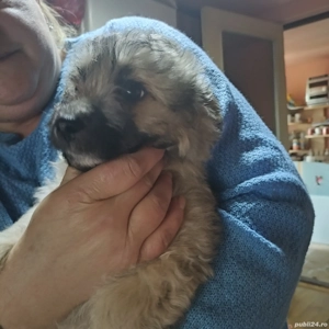 o fetiță si un băiat frumos bichon maltez  - imagine 2