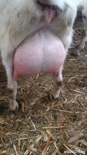 Capră de rasă sannen  - imagine 2