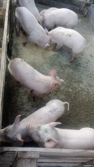 purcei de 6 Săptămâni 