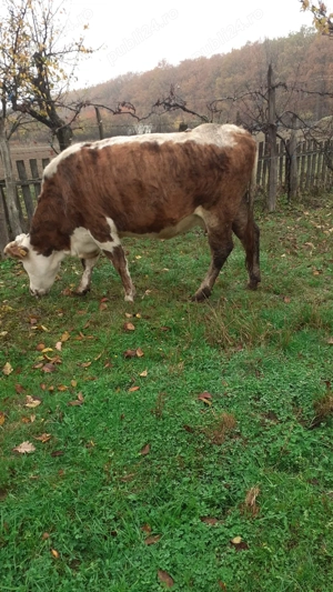 Vand doua vaci+ vitel - imagine 3