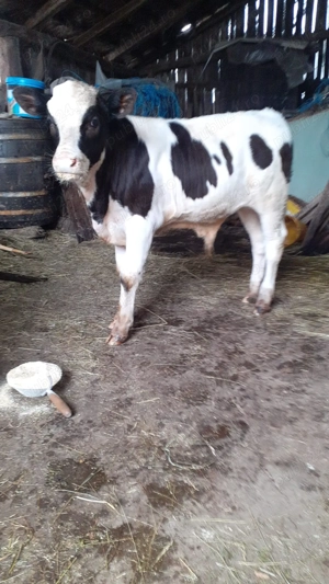 Vand doua vaci+ vitel