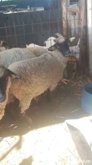 oi de rasă  - imagine 2