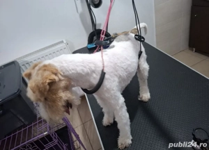 Catei metis Welsh Terrier cu Foxterrier