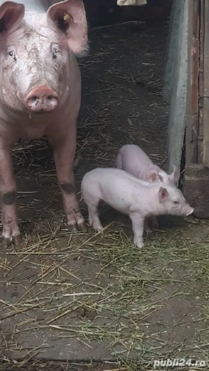 porci