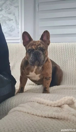 Mascul Disponibil Bulldog Francez