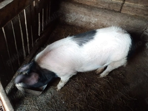 Vând urgent porc la 90+ - imagine 2