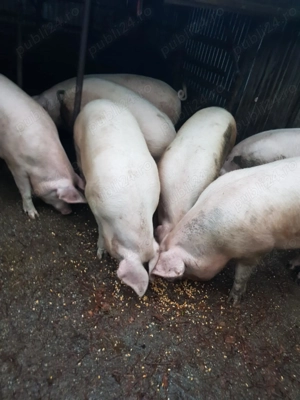 Oferta  - porci carne  pentru Craciun