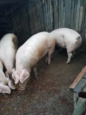 Oferta  - porci carne  pentru Craciun - imagine 2