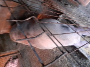 Porci de vânzare.  - imagine 4