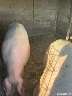 vand porci  - imagine 4