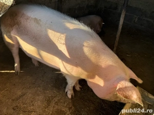 vand porci  - imagine 2