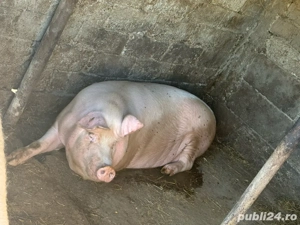 vand porci  - imagine 3