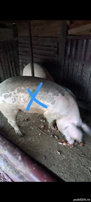 vând porc 140kg 14 ron kg porc crescut acasă  