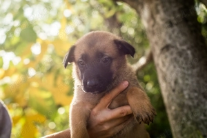 Ciobanesc Malinois cu pedigree FCI