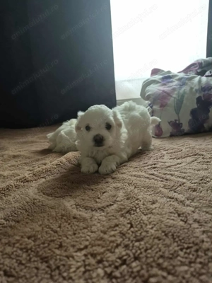 Bichon maltezi talie mica 5 săptămâni jumate 