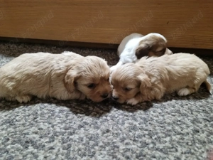 Bishon havanez  - imagine 4