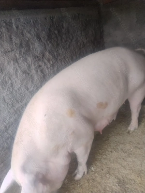 Vând porci mari - imagine 4