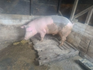Vând porci mari - imagine 3