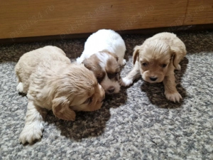 Bishon havanez  - imagine 5