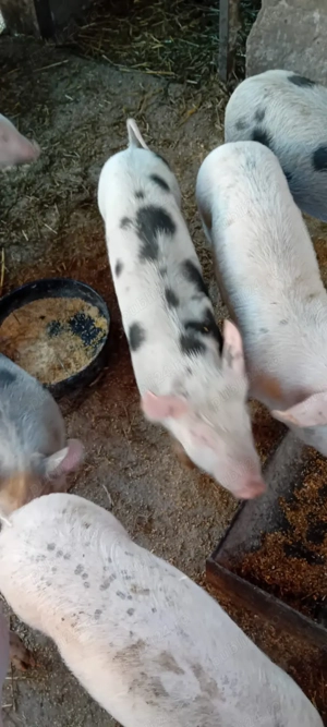 Purcei de vânzare  - imagine 4